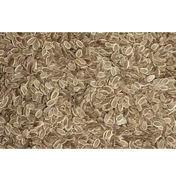 Fresh Dill Seeds